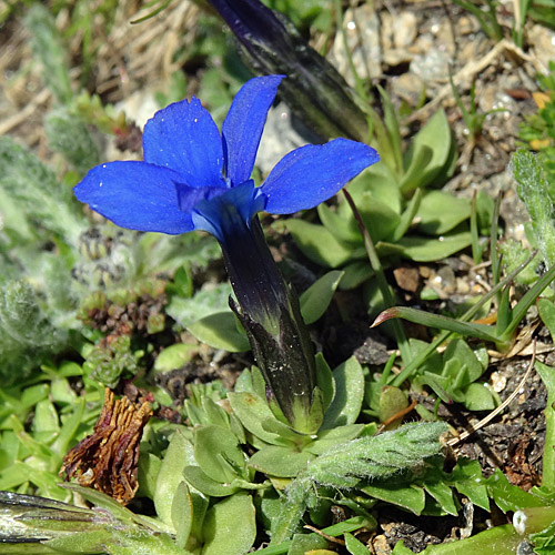 Schleichers Enzian / Gentiana schleicheri