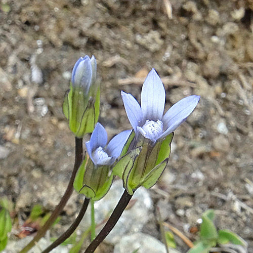 Zarter Enzian / Gentiana tenella