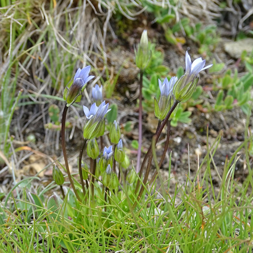 Zarter Enzian / Gentiana tenella