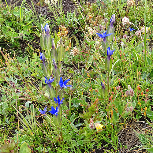 Aufgeblasener Enzian / Gentiana utriculosa