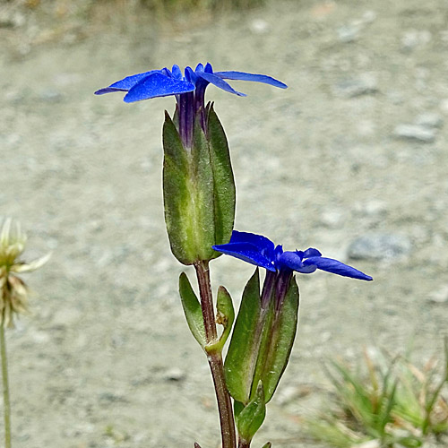 Aufgeblasener Enzian / Gentiana utriculosa