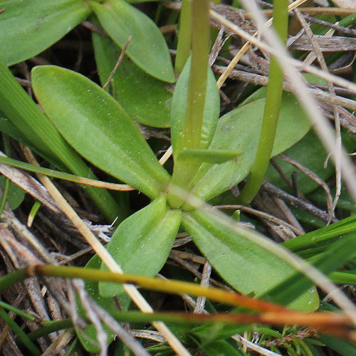 Frühlings-Enzian / Gentiana verna