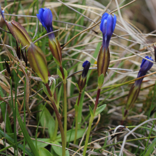 Frühlings-Enzian / Gentiana verna