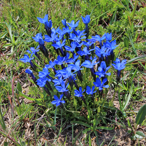 Frühlings-Enzian / Gentiana verna