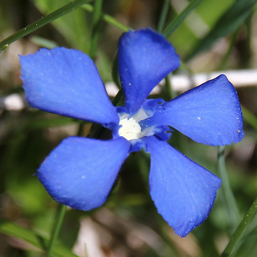 Frühlings-Enzian / Gentiana verna