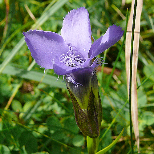 Gefranster Enzian / Gentiana ciliata