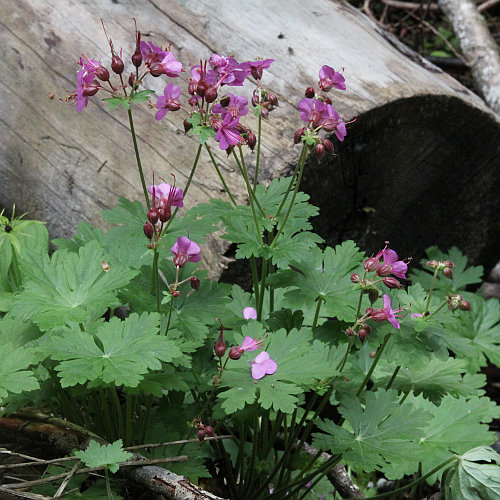 Grosswurzliger Storchschnabel / Geranium macrorrhizum