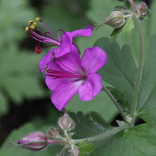 Grosswurzliger Storchschnabel / Geranium macrorrhizum