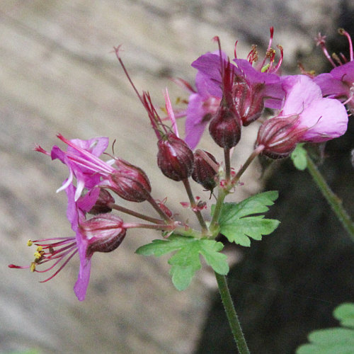 Grosswurzliger Storchschnabel / Geranium macrorrhizum