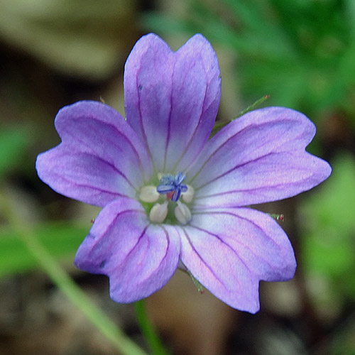 Tauben-Storchschnabel / Geranium columbinum