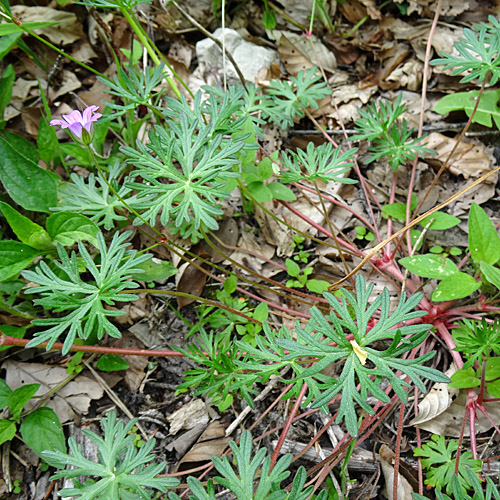 Tauben-Storchschnabel / Geranium columbinum