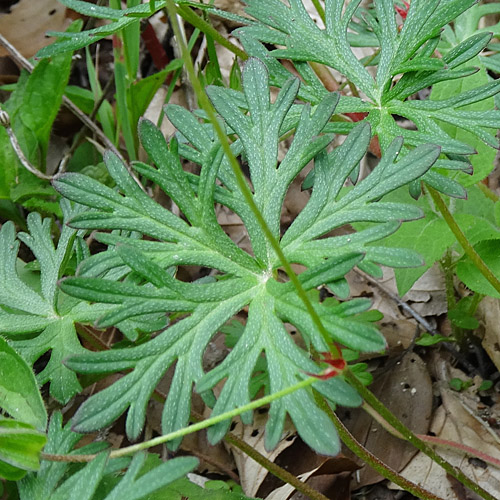 Tauben-Storchschnabel / Geranium columbinum