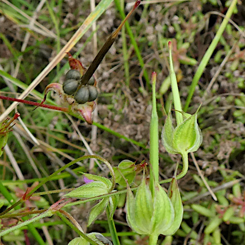 Tauben-Storchschnabel / Geranium columbinum