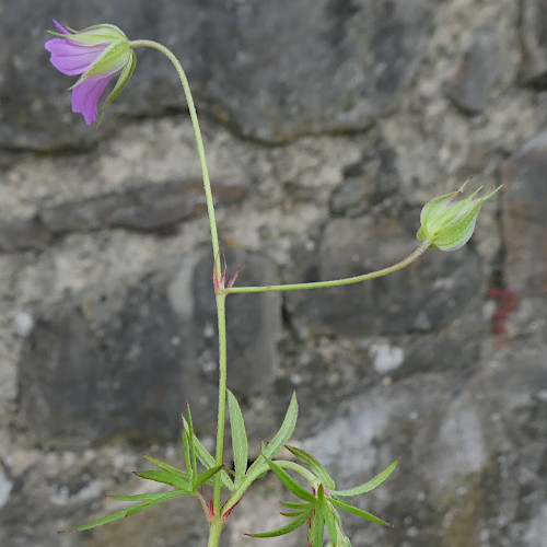 Tauben-Storchschnabel / Geranium columbinum