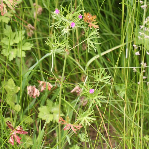 Schlitzblättriger Storchschnabel / Geranium dissectum