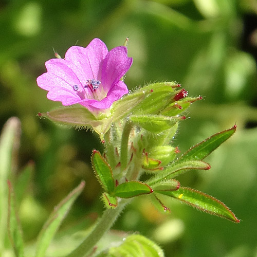 Schlitzblättriger Storchschnabel / Geranium dissectum