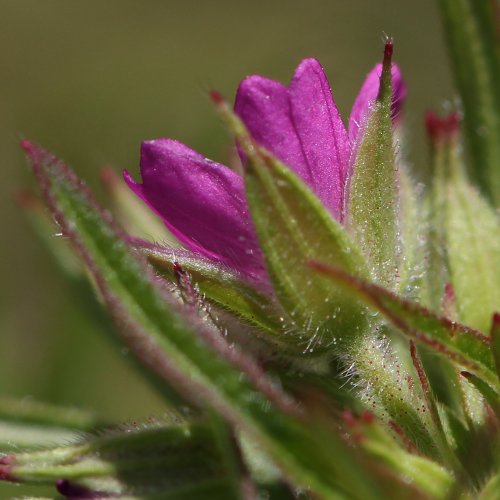 Schlitzblättriger Storchschnabel / Geranium dissectum