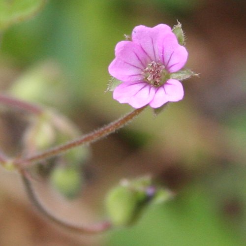 Spreizender Storchschnabel / Geranium divaricatum