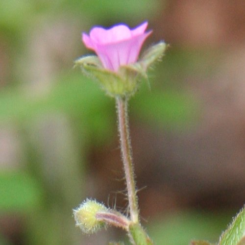 Spreizender Storchschnabel / Geranium divaricatum