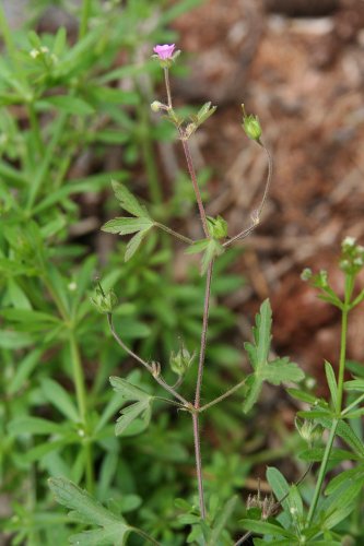 Spreizender Storchschnabel / Geranium divaricatum