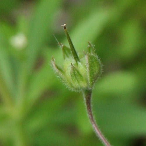 Spreizender Storchschnabel / Geranium divaricatum