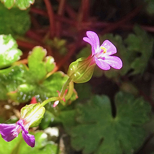 Glänzender Storchschnabel / Geranium lucidum