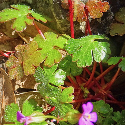 Glänzender Storchschnabel / Geranium lucidum