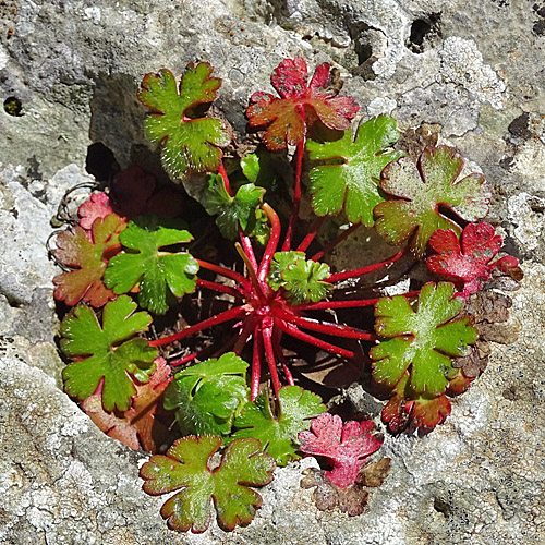 Glänzender Storchschnabel / Geranium lucidum