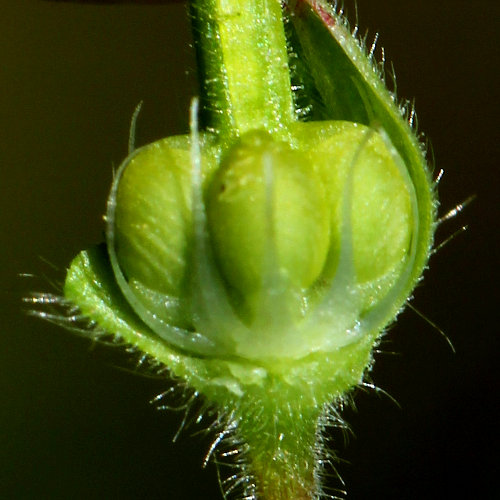 Weicher Storchschnabel / Geranium molle