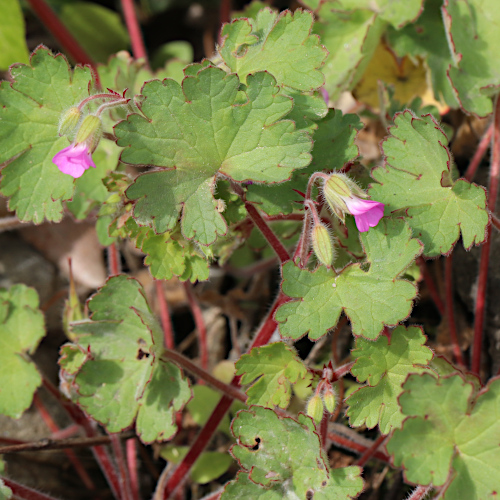 Weicher Storchschnabel / Geranium molle