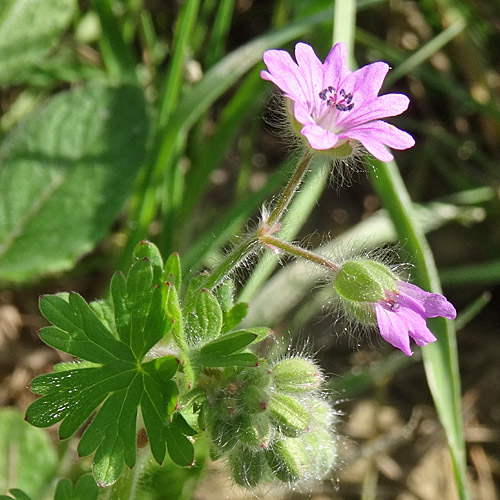 Weicher Storchschnabel / Geranium molle