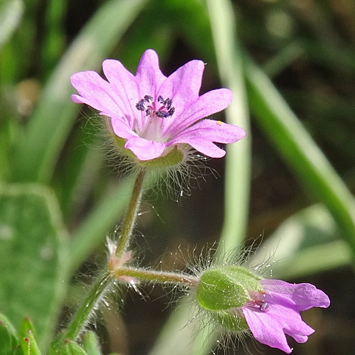 Weicher Storchschnabel / Geranium molle