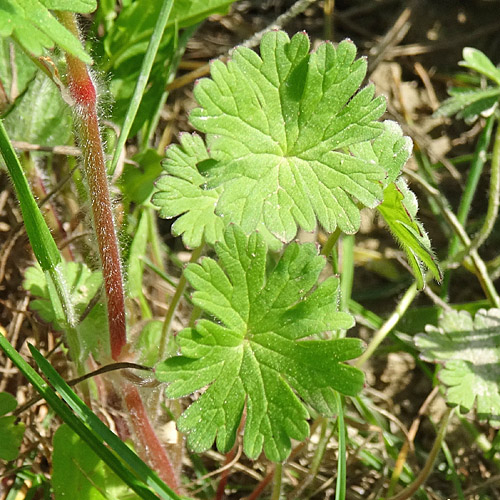 Weicher Storchschnabel / Geranium molle