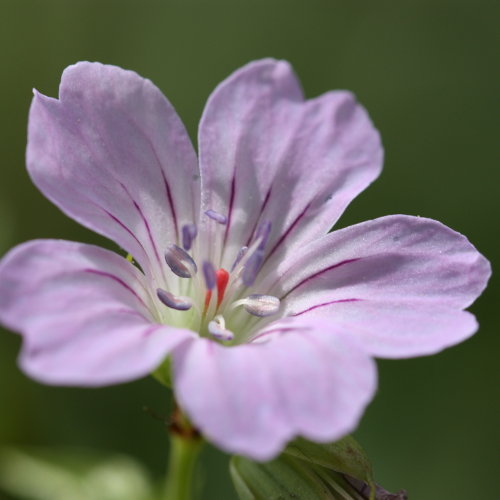 Knotiger Storchschnabel / Geranium nodosum