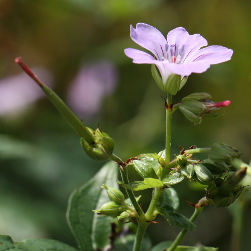 Knotiger Storchschnabel / Geranium nodosum