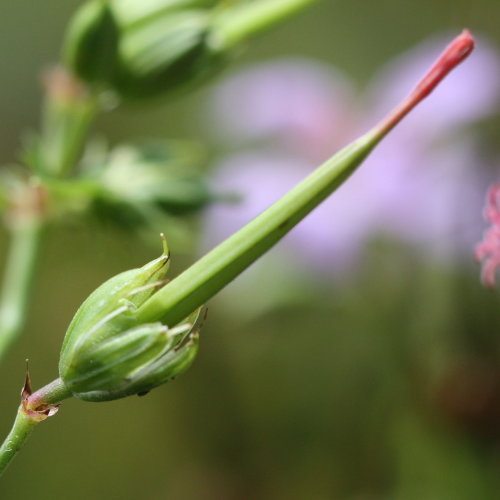 Knotiger Storchschnabel / Geranium nodosum