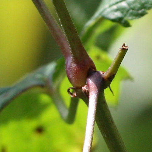 Knotiger Storchschnabel / Geranium nodosum