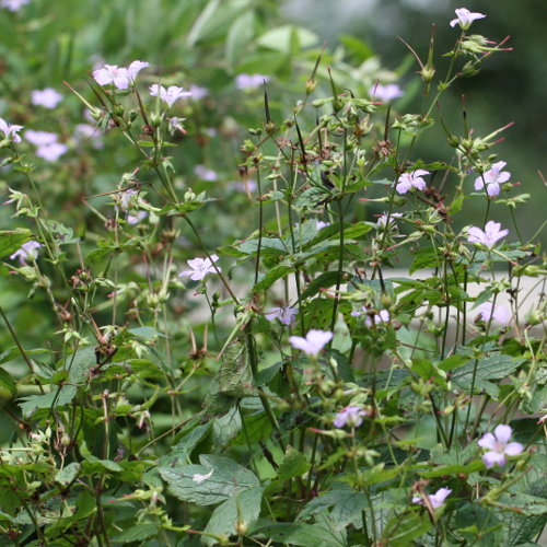 Knotiger Storchschnabel / Geranium nodosum