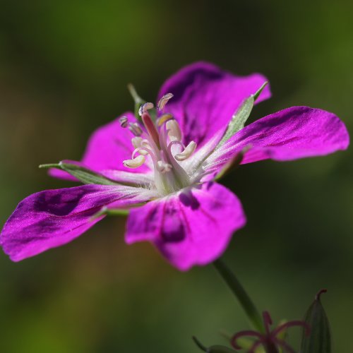 Sumpf-Storchschnabel / Geranium palustre