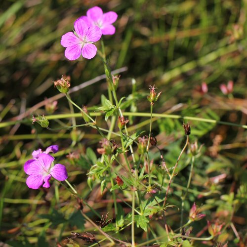 Sumpf-Storchschnabel / Geranium palustre