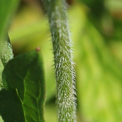 Sumpf-Storchschnabel / Geranium palustre