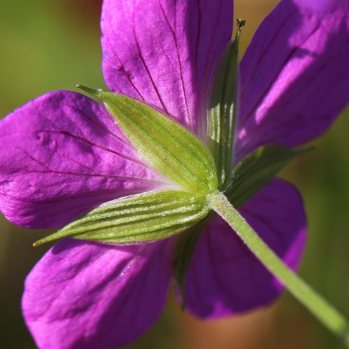 Sumpf-Storchschnabel / Geranium palustre