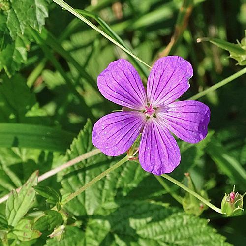 Sumpf-Storchschnabel / Geranium palustre