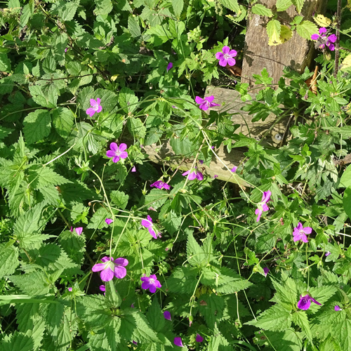 Sumpf-Storchschnabel / Geranium palustre