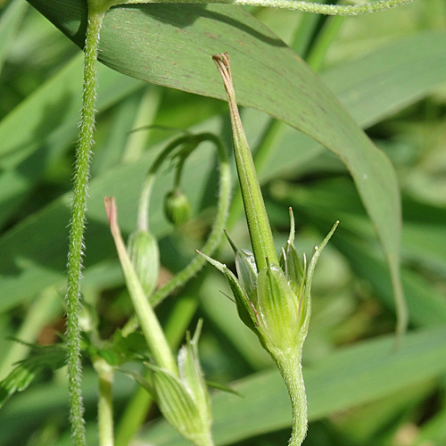 Sumpf-Storchschnabel / Geranium palustre