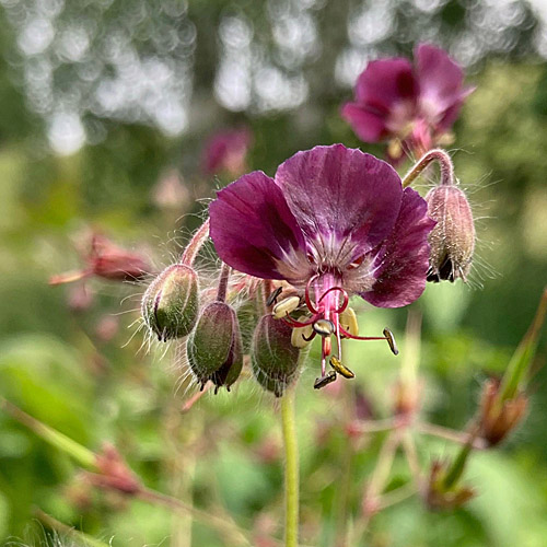 Brauner Storchschnabel / Geranium phaeum