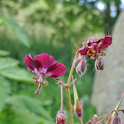 Brauner Storchschnabel / Geranium phaeum