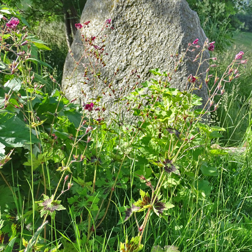 Brauner Storchschnabel / Geranium phaeum