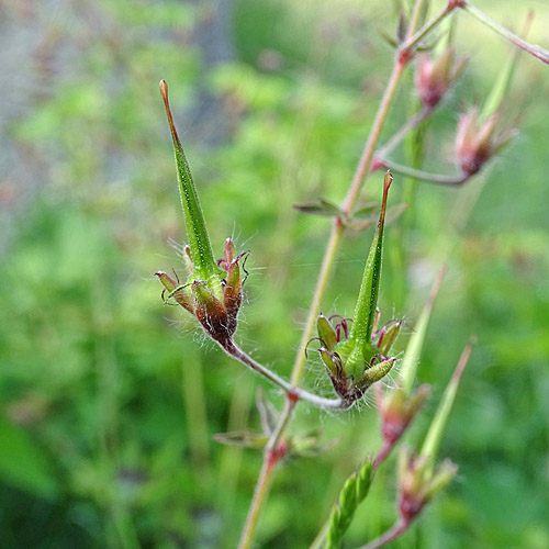 Brauner Storchschnabel / Geranium phaeum