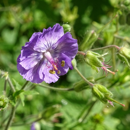 Blassvioletter Braun-Storchschnabel / Geranium phaeum var.lividum